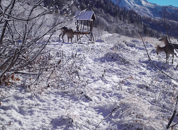 В горах Сочи установили шесть подкормочных станций для диких животных к зиме