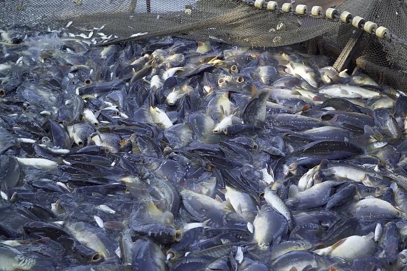  В 2020 году в водоемы региона будет выпущено не менее 3 млн. экземпляров растительноядных рыб.