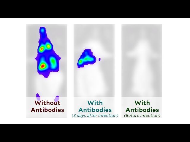 Tracking COVID progression in mice