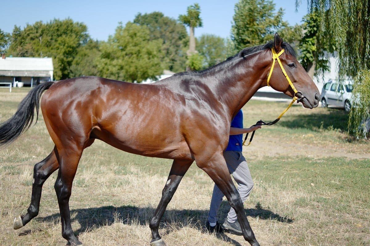 Коневодству в Краснодарском крае оказывается значительная помощь, которая способствует укреплению и развитию отрасли.