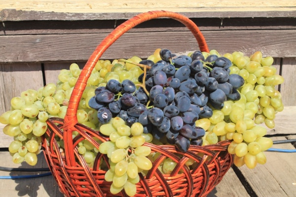 Праздник виноградарства и виноделия «Таманская лоза - 2022» пройдет на Кубани в августе