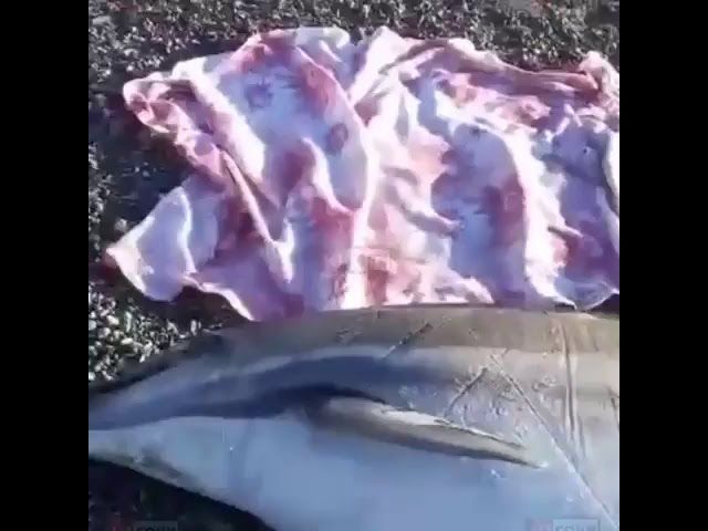 Мертвые дельфины на пляже в Сочи