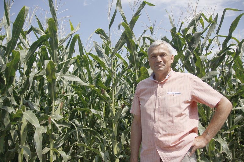 Руководитель хозяйства Николай Лавриненко возле впечатляющей своими размерами кукурузы, выращенной с применением органики и оросительной системы.