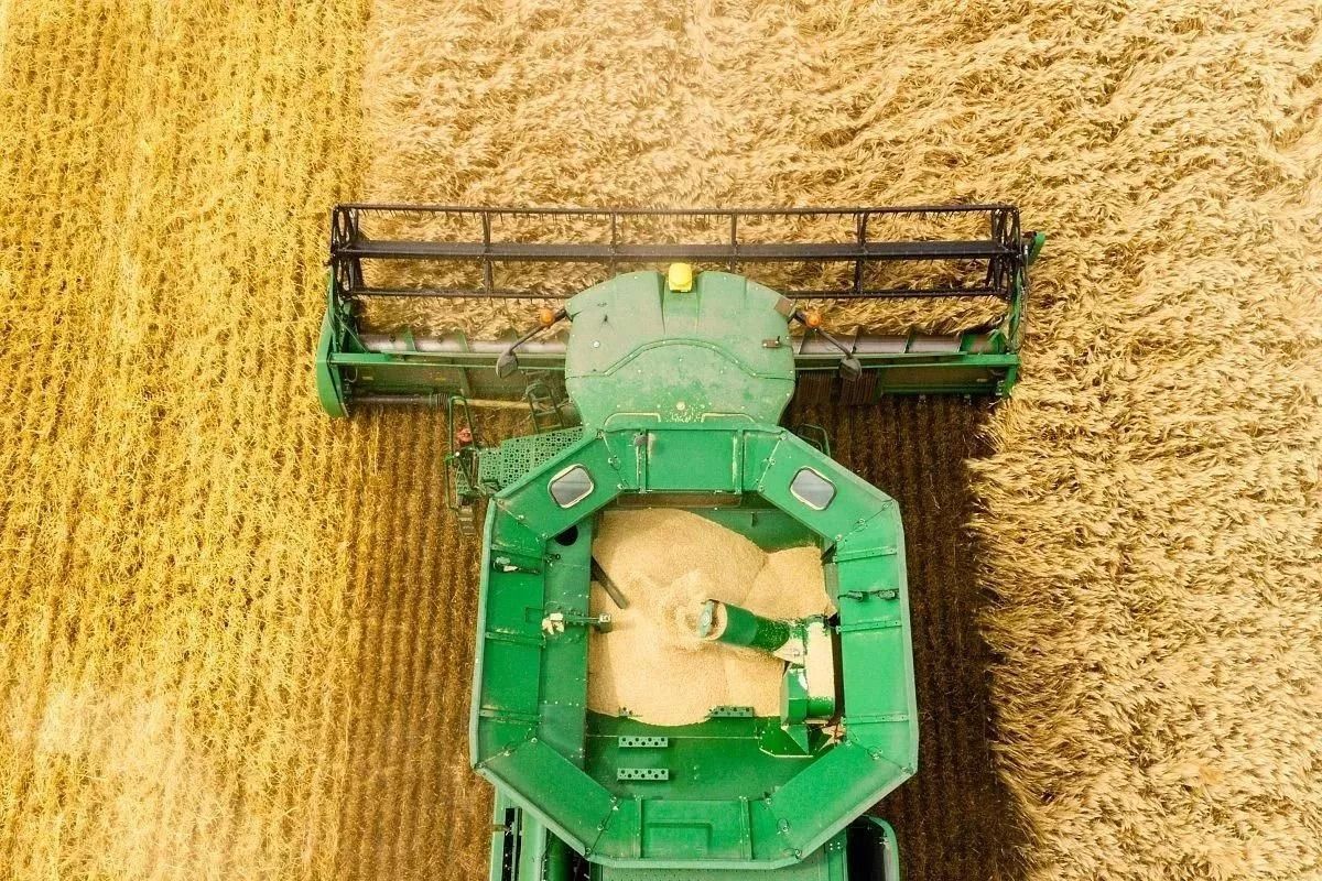 Кубань дает стране более 10 процентов от общероссийского объема зерна.