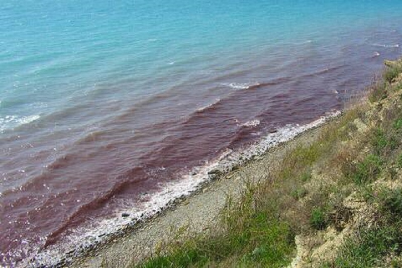 Черное море у берегов Анапы окрасилось в красный цвет