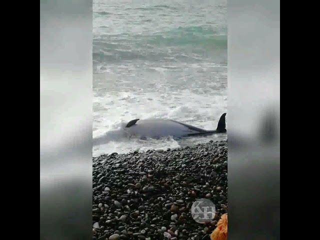 Мертвый дельфин найден на сочинском пляже