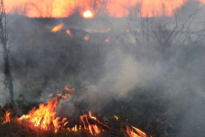 Площадь лесных пожаров в России в уходящем году снизилась впервые за 5 лет