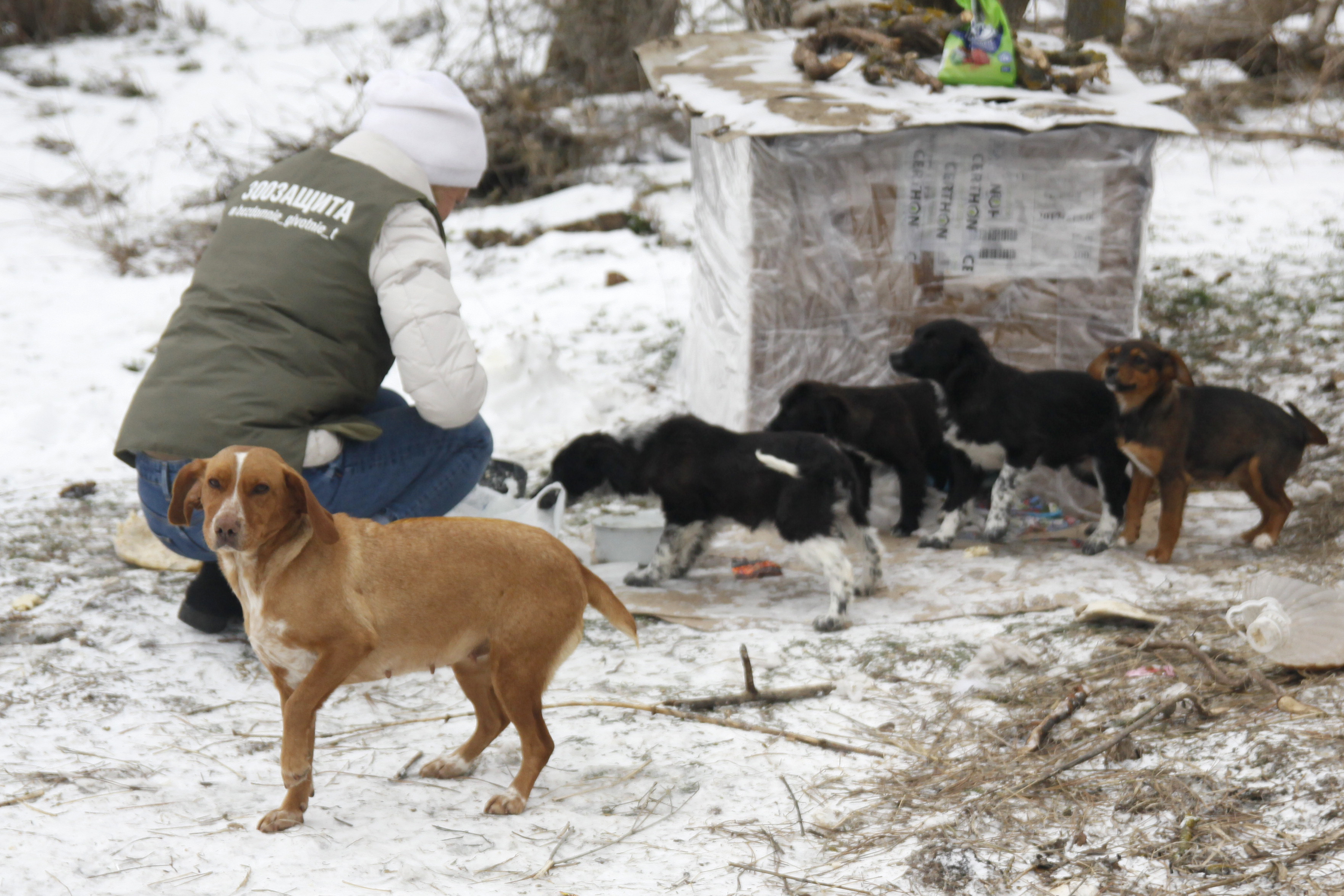 Лапа отдалась бомжам. Приют бродячей собаки. Бездомные собаки волонтеры. Бездомные собаки в Кызыле. Проект спасение животных.