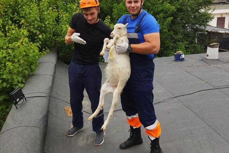 Спасатели в Новороссийске сняли с козырька подъезда козу