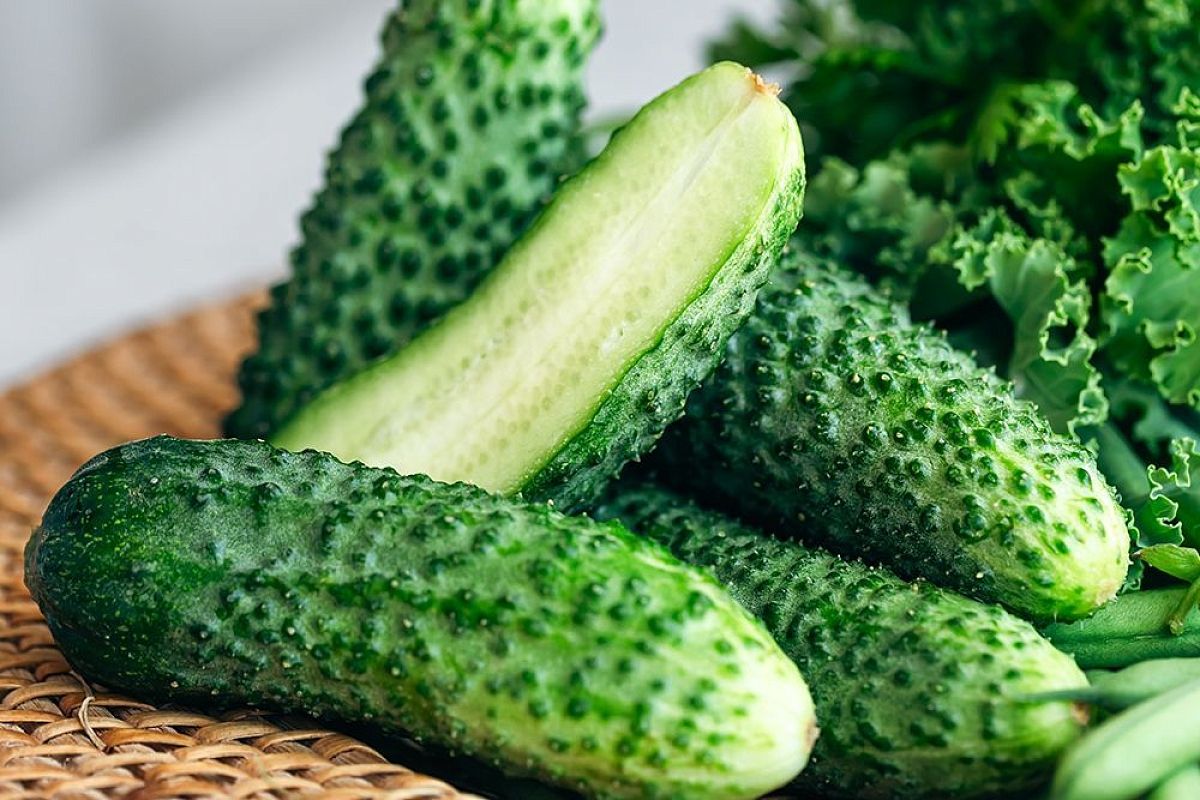 Если тепличные огурцы горчат: 2 экстренные подкормки для спасения урожая