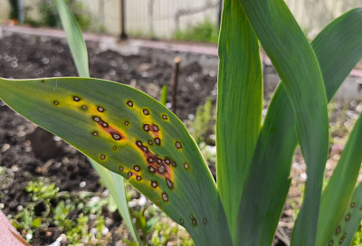 Само пройдет: почему, когда на листьях ириса появляются коричневые пятнышки, переживать стоит, но не очень