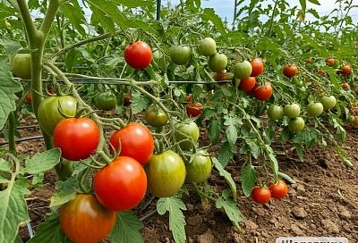 Дайте помидорам эти таблетки и они перестанут болеть: одна обработка и томаты спасены от фитофторы 