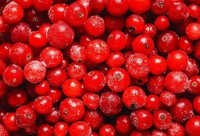 Зачем нам «понаехавшая» ягода брусника: чем полезна и кому нельзя