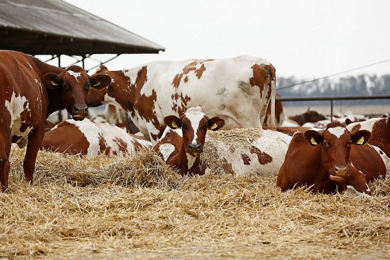 С начала года в Краснодарском крае произвели более 800 тысяч тонн молока