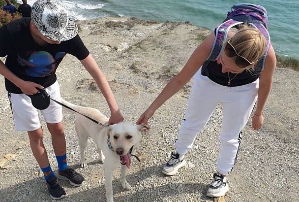 В Новороссийске спасатели достали сорвавшуюся со скалы собаку