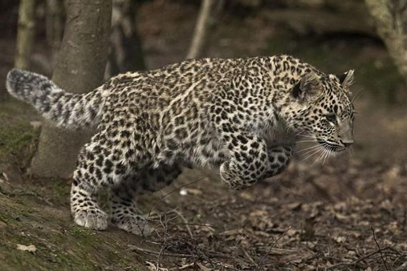 В вольерах переднеазиатского леопарда в Сочи установили камеры видеонаблюдения