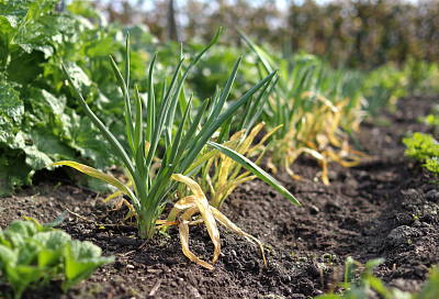 Чеснок бледнеет: эта азотная подкормка спасёт урожай