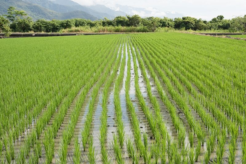 Михаил Тимофеев: «Дефицита воды рисоводы в этом году не испытывают»