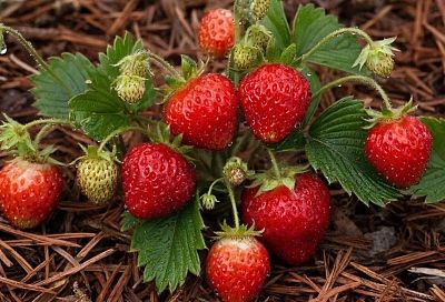 Мульчируем клубнику — солома или хвоя? Сравнил старый способ, и увеличил урожай без химии