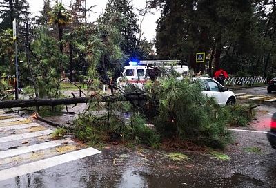 Сильный ветер повалил 19 деревьев в Сочи