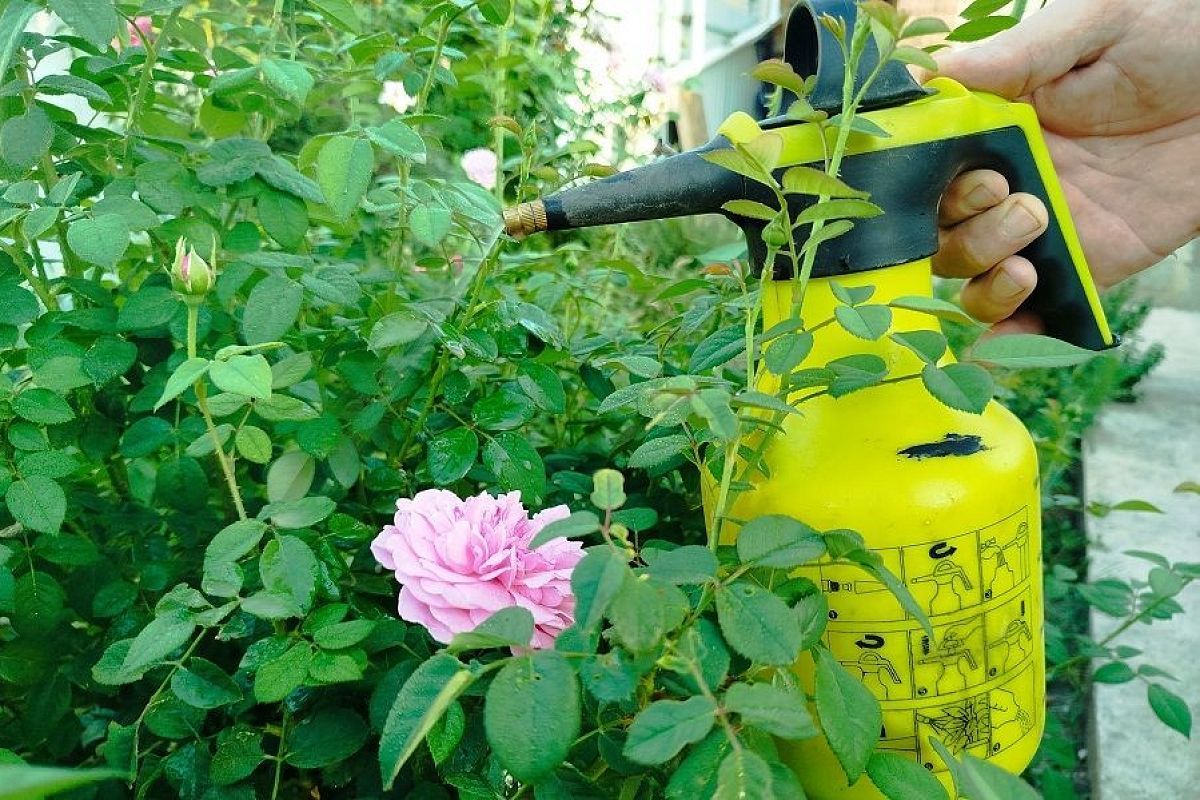 Три ингредиента, чтобы омолодить розы: все смешать и ждать цветов