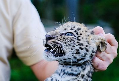 Терек и Рица: в Сочи дали имена котятам леопардов