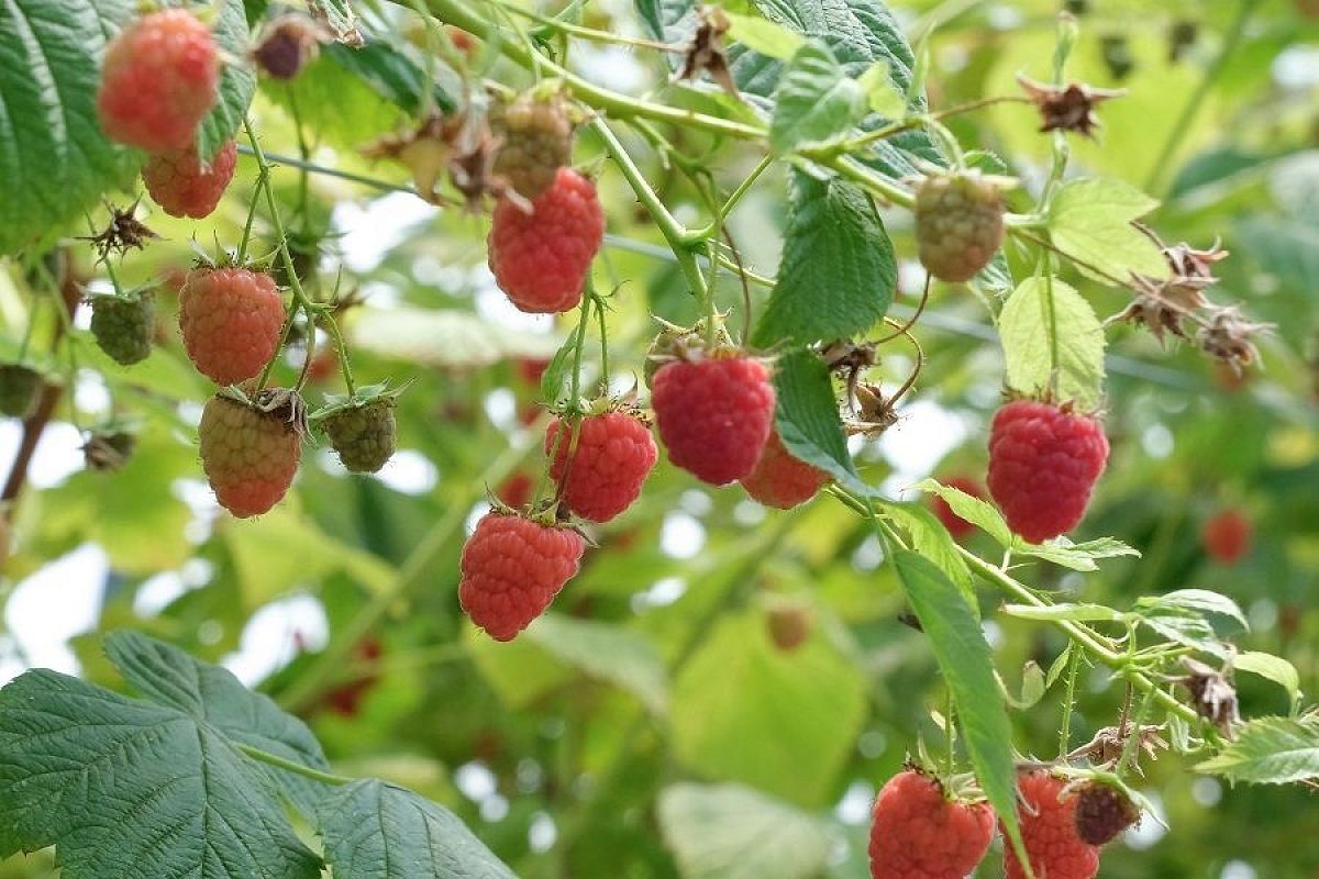 Ремонтантная или обычная: какая малина вам больше подходит