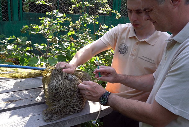 Котенку переднеазиатского леопарда в Сочи сделали первую прививку