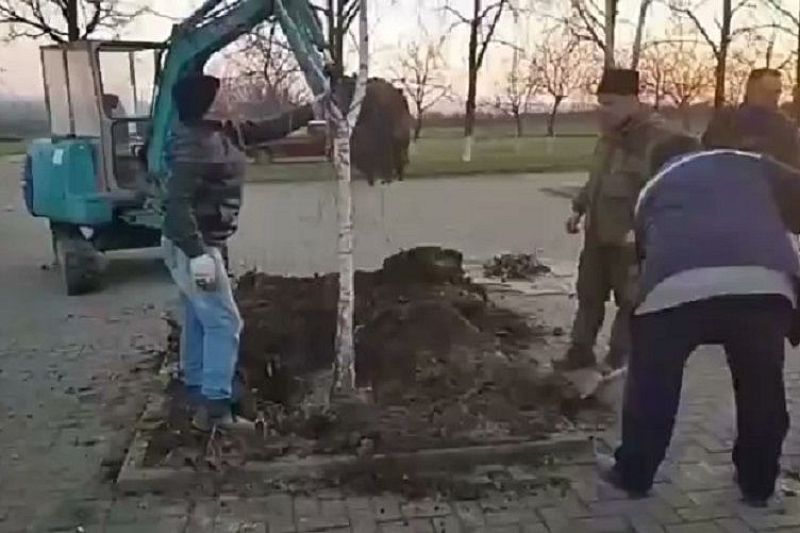 У мемориала «Сопка Героев» в Крымске на месте сломанной вандалами березы высадили новое дерево