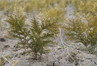Когда зеленое – желтое: почему туи весной получают солнечный ожог и как их защитить