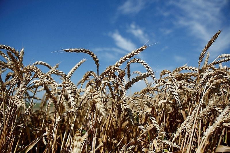 Россия в этом году значительно увеличит экспорт зерновых