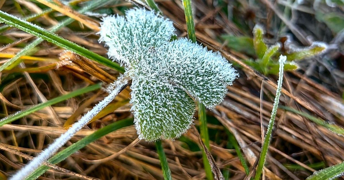 Заморозки на Кубани