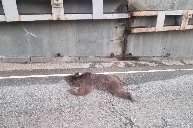 Молодая медведица погибла неподалеку от Сочи, сорвавшись с подпорной стены на дорогу