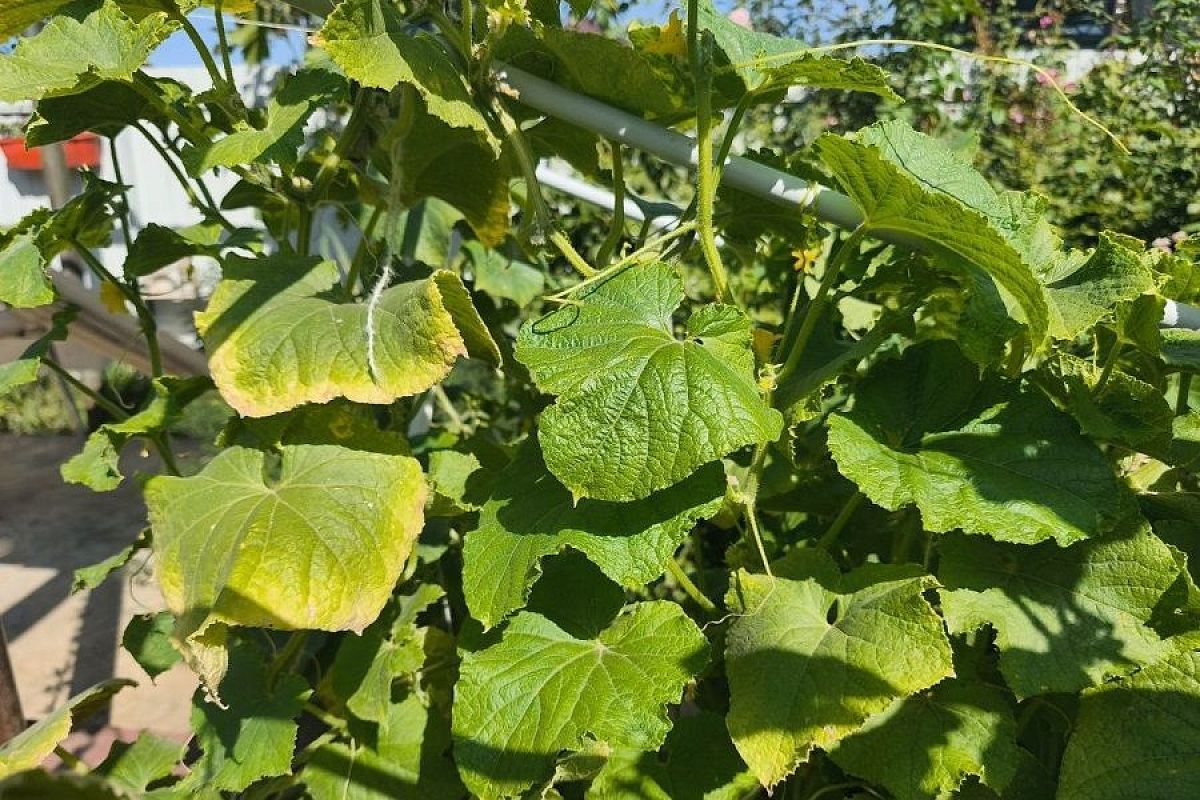 У огурцов завяли листья: с чего бы это, чем опасно и как помочь