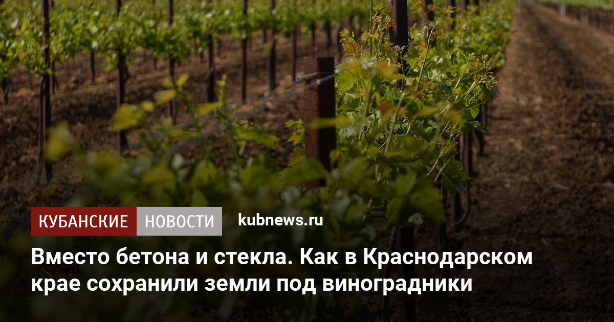 Вместо бетона и стекла. Как в Краснодарском крае сохранили земли под виноградники