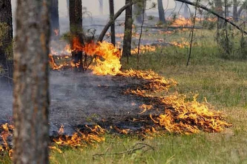  На Маркотхском хребте в Новороссийске потушили сильный лесной пожар 