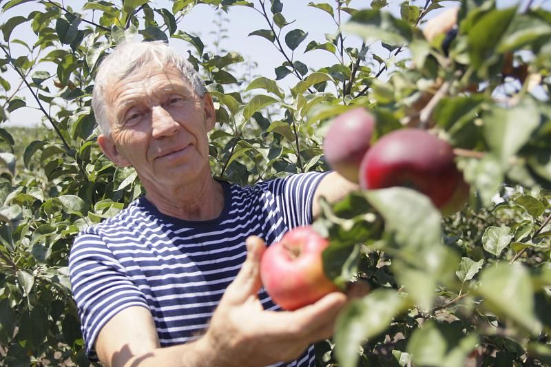 Почему аграрии Краснодарского края делают ставку на садоводство