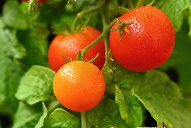 Делаю 2 финальные подкормки в августе для томатов, огурцов – и с ними происходит чудо: они начинают быстрее спеть – и наливаться сладостью