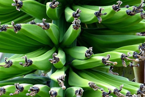 От лишнего веса и рака: свойства зеленых бананов, о которых не знают