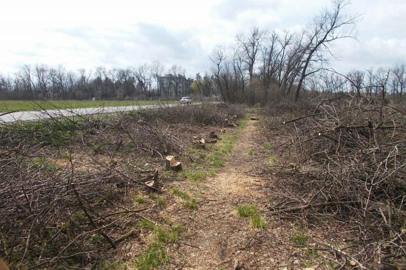 Мэрия просит уголовно наказать тех, кто вырубил деревья в лесополосе на окраине Краснодара