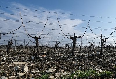 В Крымском районе в ближайшие дни начнут массово закладывать виноградники
