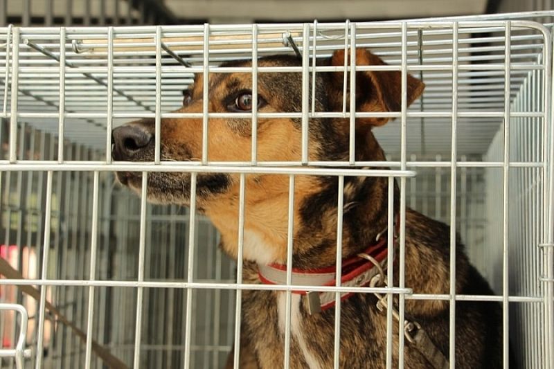 Более тысячи бродячих собак стерилизуют в Краснодаре до конца года