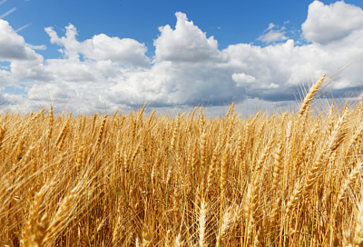 Россия с 1 по 20 марта увеличила экспорт пшеницы в 2,7 раза — до 3,1 млн тонн