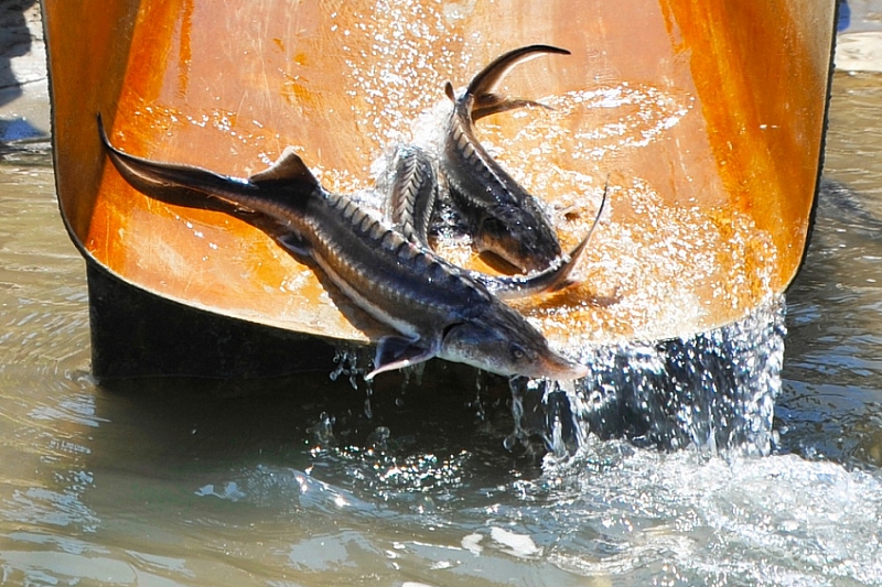 В реку Кубань выпустили более 2 тысяч «краснокнижных» осетровых рыб