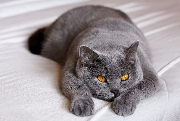 Пять главных недостатков британских кошек, о которых стоит узнать заранее