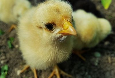 Правительство выделит 5 млрд рублей на обеспечение птицефабрик цыплятами