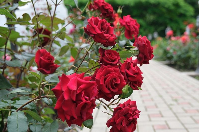 Как правильно обрезать розы весной: сделайте так – и пышное цветение гарантировано