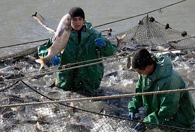 В Азовском море исчезает рыба: кто виноват и что делать