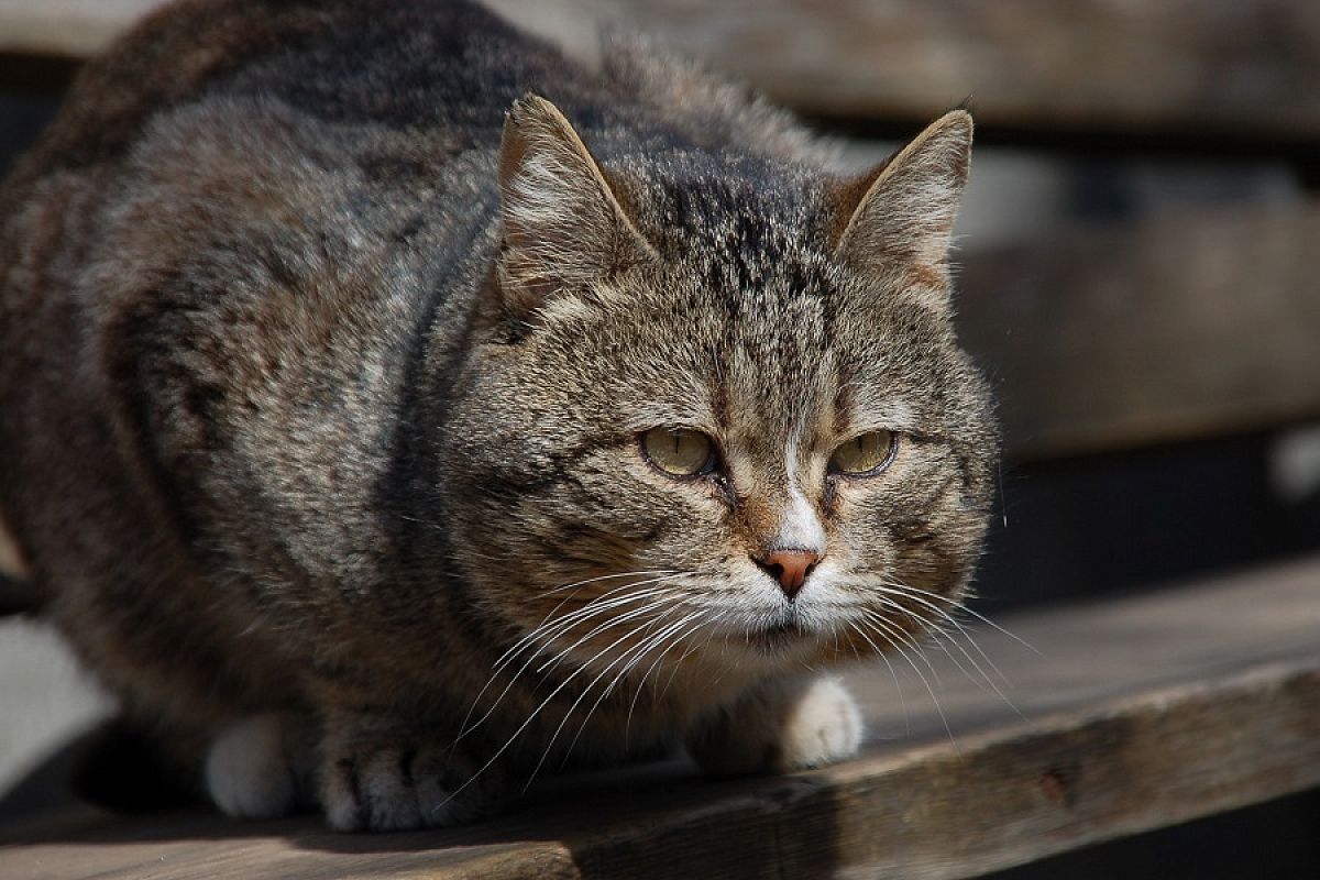 Сколько лет было бы вашей кошке, если бы она была человеком