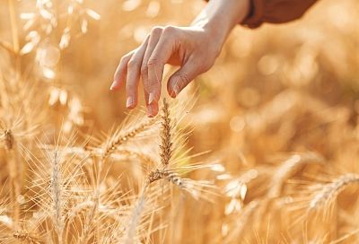 Россия сохранит нулевые пошлины на экспорт пшеницы, ячменя и кукурузы до середины февраля